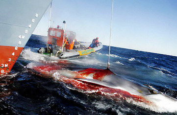 揭穿日本捕鲸谎言真相 借科研之名屠杀